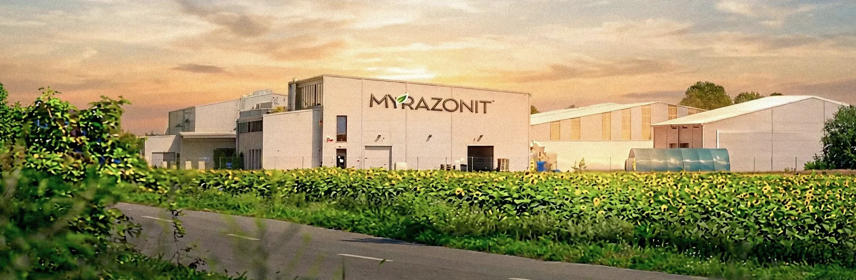 The MYRAZONIT plant in Hungary at sunset, a sunflower field along the road